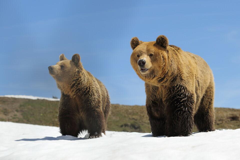Bears Amelia and Meimo