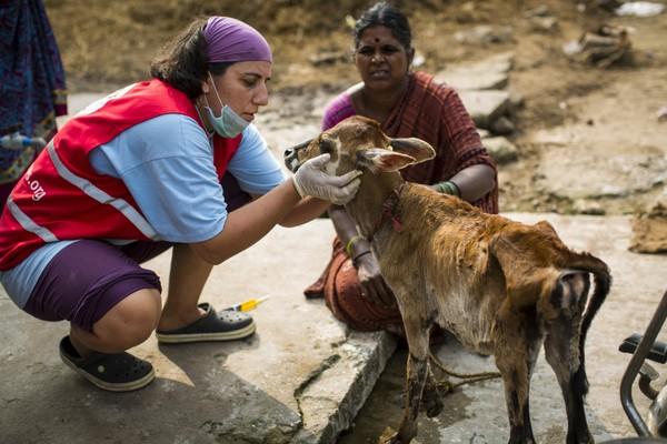 Hilfe für eine Kuh nach einem Zyklon in Indien