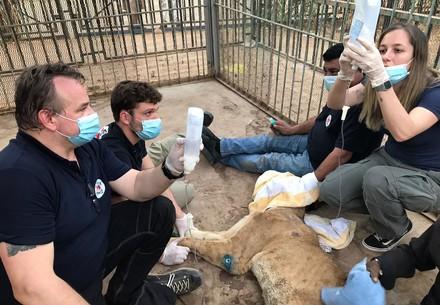 Löwen in einem Zoo in Sudan werden gerettet
