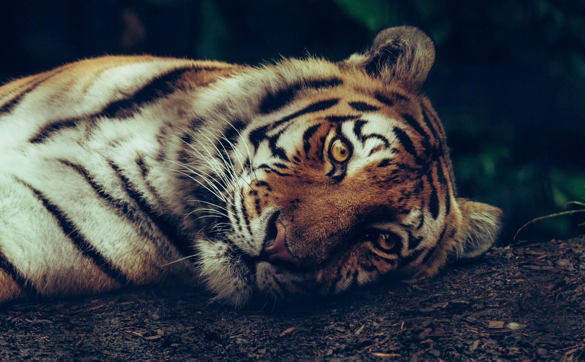 Tigerhandel stoppen