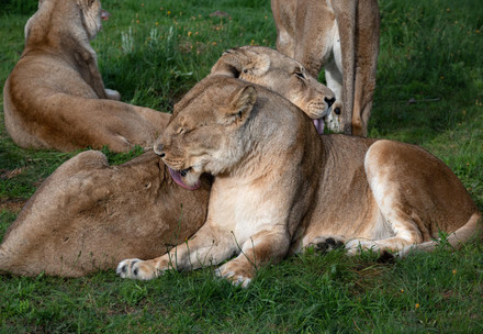 Ghenges & Khan lionesses 
