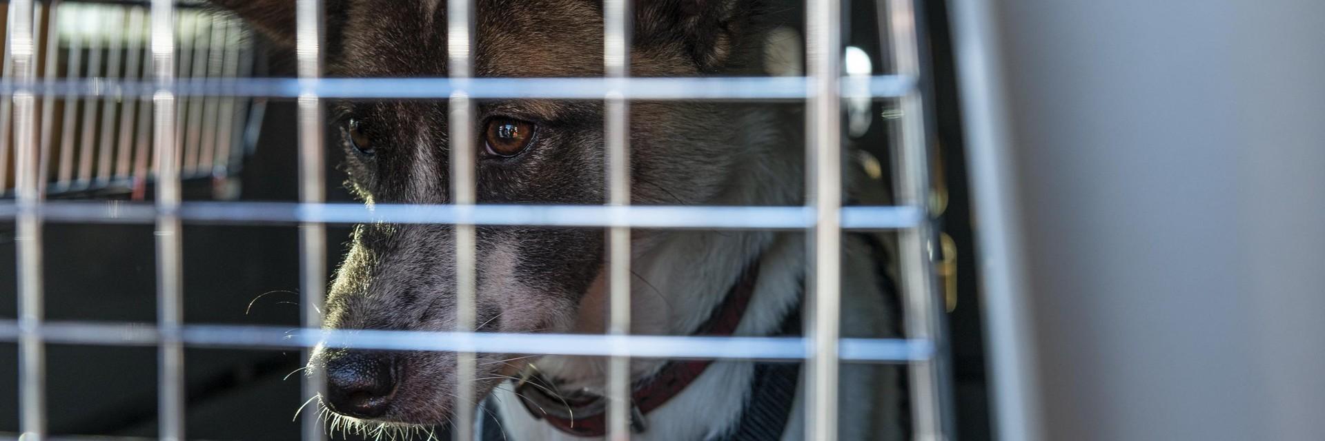 Dog in transport crate