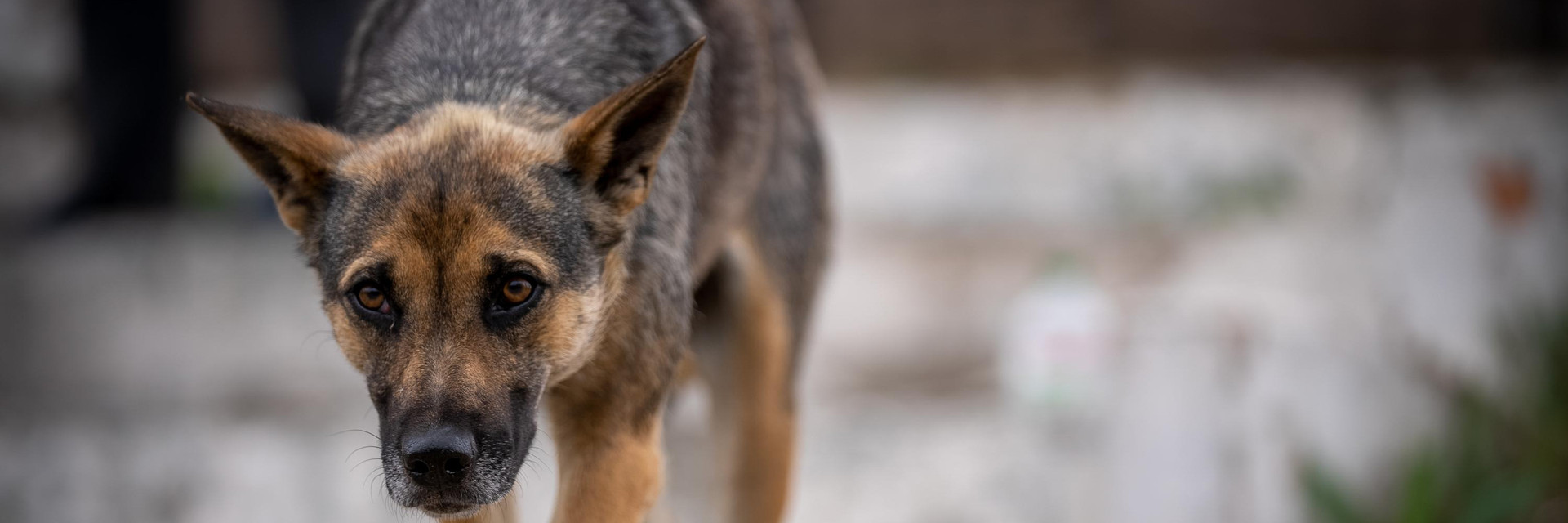 Stray dog in Ukraine