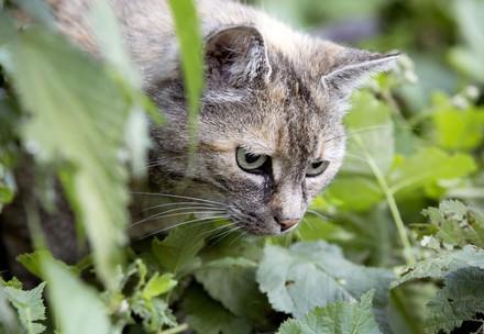 Un chat en chasse dans un jardin