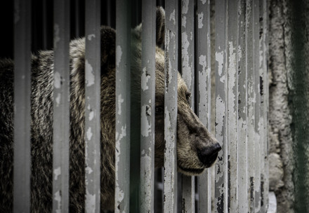 sad bear behind cage