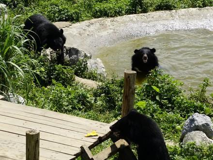 Asiatic black bears at BEAR SANCTUARY Ninh Binh
