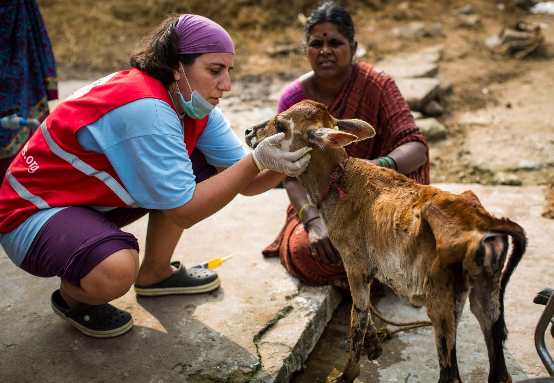 Helping Animals in Disasters - FOUR PAWS in Europe - Animal Welfare  Organisation