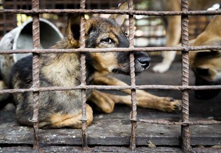 Dogs in cages at a dog meat trader in Siem Reap, Cambodia