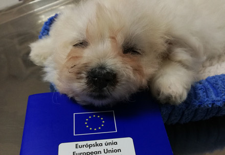 Puppy with a passport