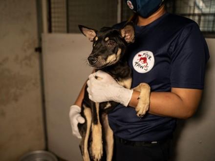 Dog Gadget Rescued from Skun Slaughterhouse