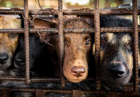 Eine Million Unterschriften gegen den Hunde- und Katzenfleischhandel in Südostasien
