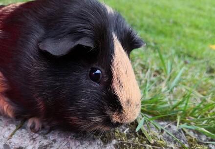 Keeping Guinea Pigs In Outdoor Enclosures Publications Guides