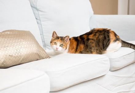 Katze auf einem Sofa