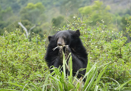 Bear May at BEAR SANCTUARY Ninh Binh