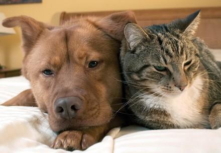 Hund und Katzen liegen nebeneinander