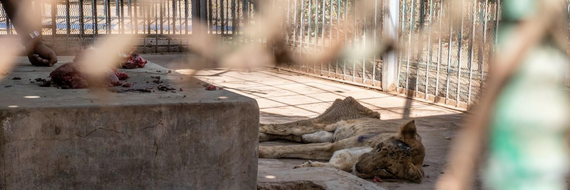 Uitgemergende leeuw in Soedan