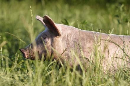 Schwein im Gras