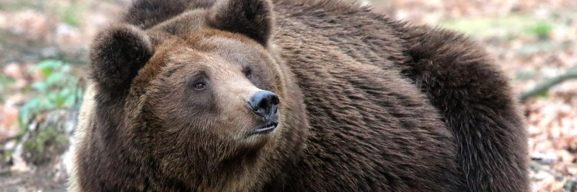 Brown Bear: Torpor or Hibernation? - FOUR PAWS in US - Global Animal  Protection Organization