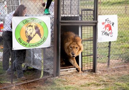 Two lions rescued from Gaza arrive at FOUR PAWS sanctuary in South Africa