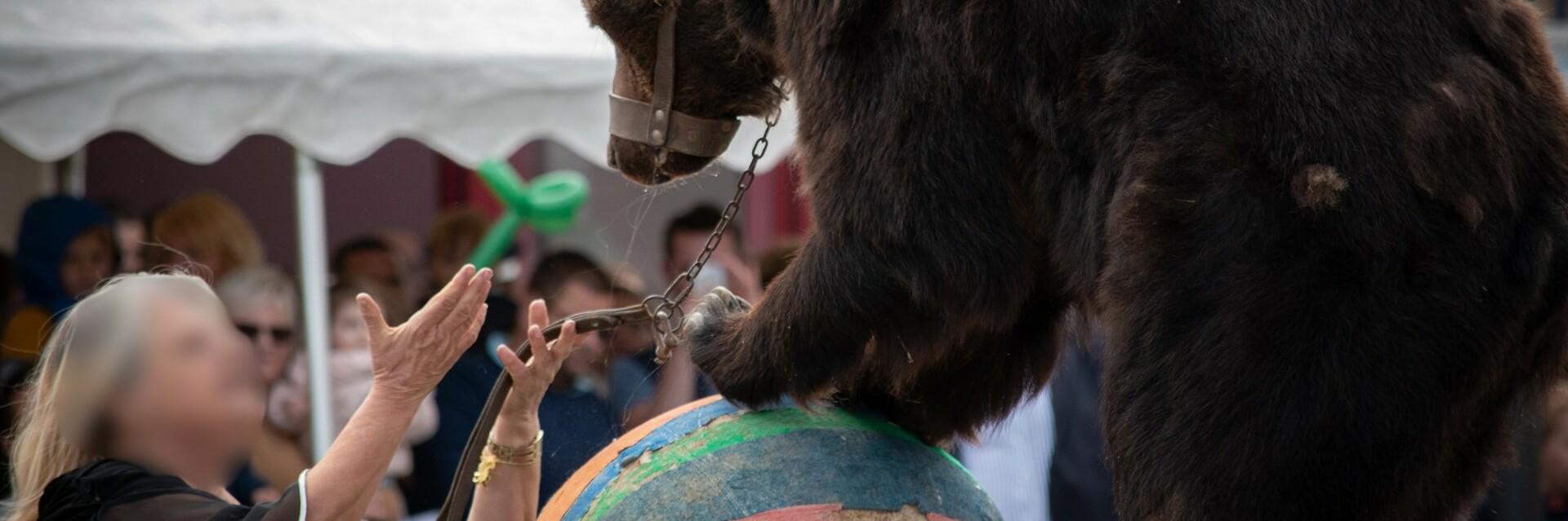 Un ours exploité pour un spectacle médiéval en France