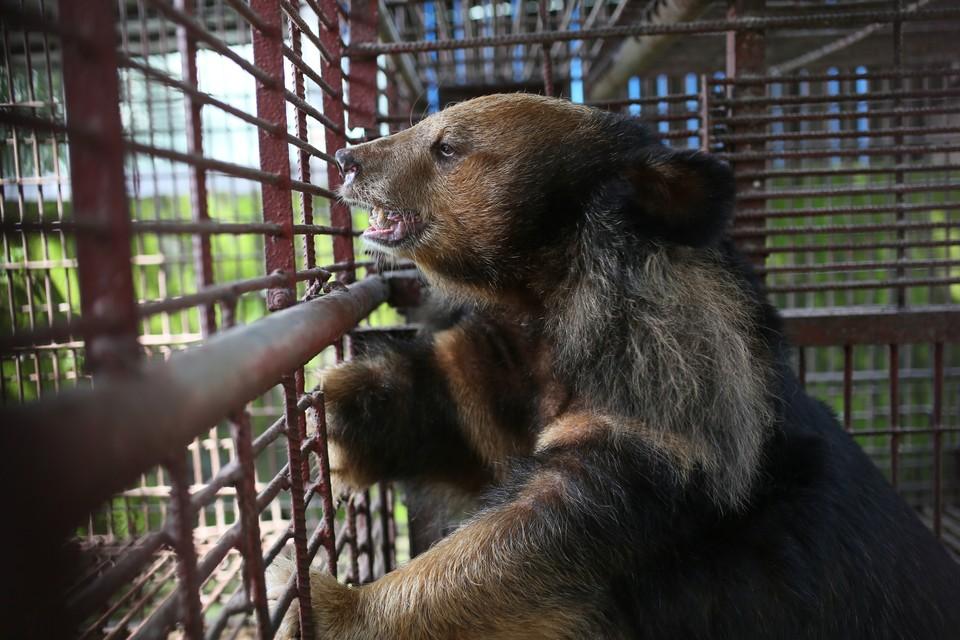 Bile bear in a cage
