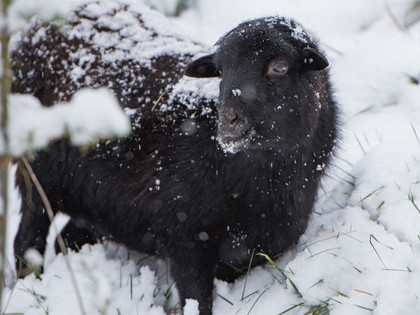 Schaf Lulu im Schnee