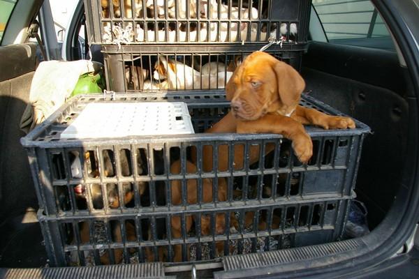 Hundewelpen werden in Kisten transportiert