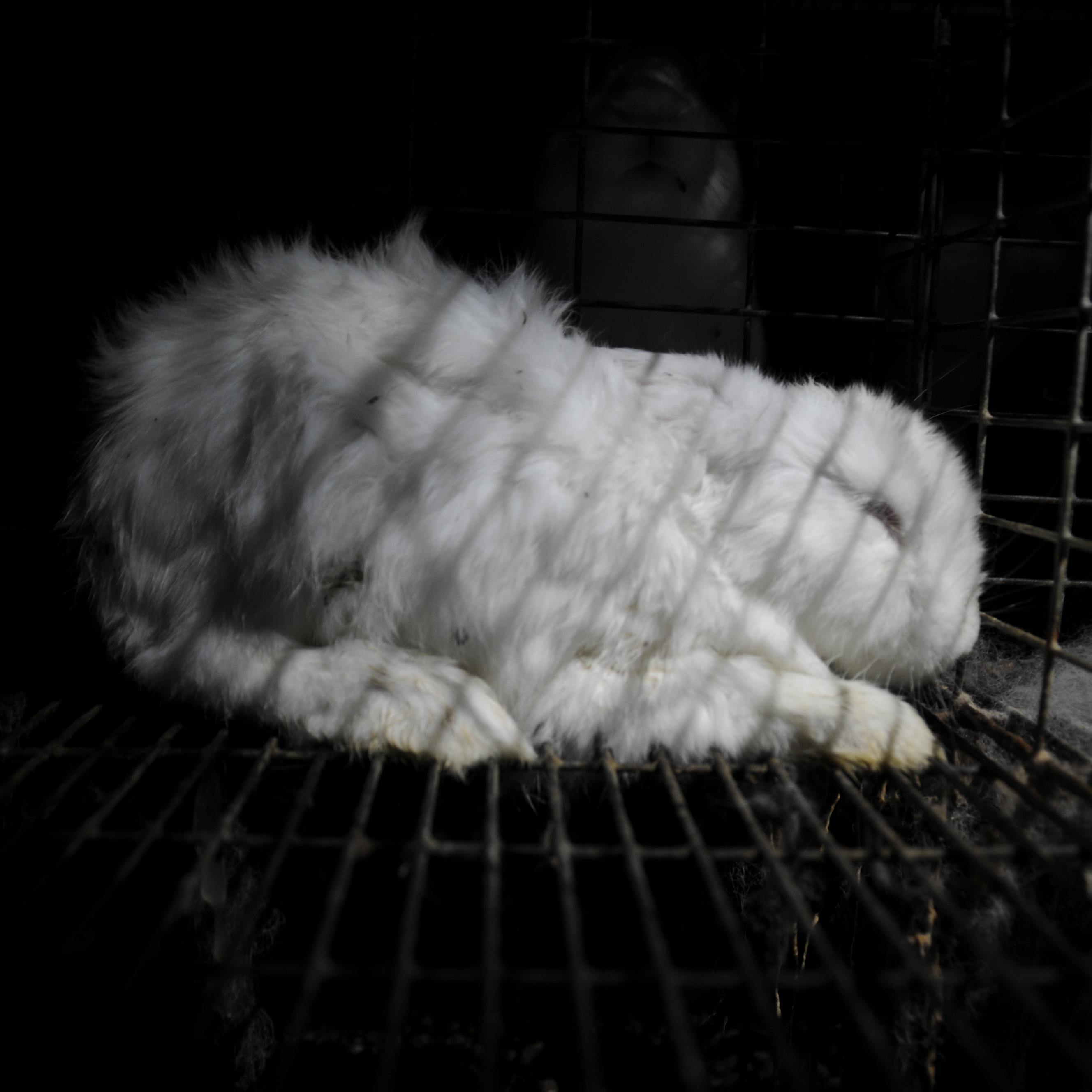 Rabbit inside a cage