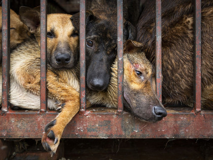 Hunde in einem Käfig bevor sie getötet und gekocht werden