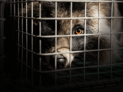 Trapped raccoon dog for fur
