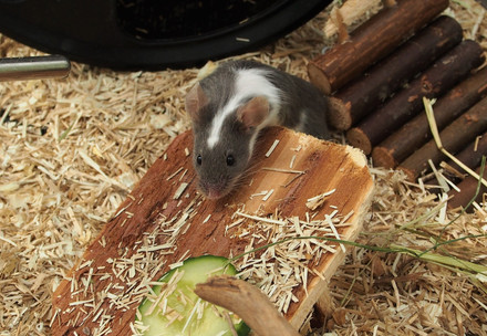 Créer un habitat pour les souris