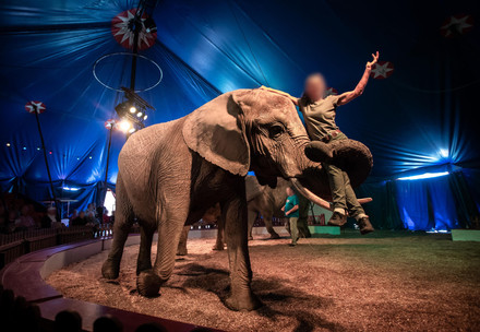 Éléphant dans un cirque