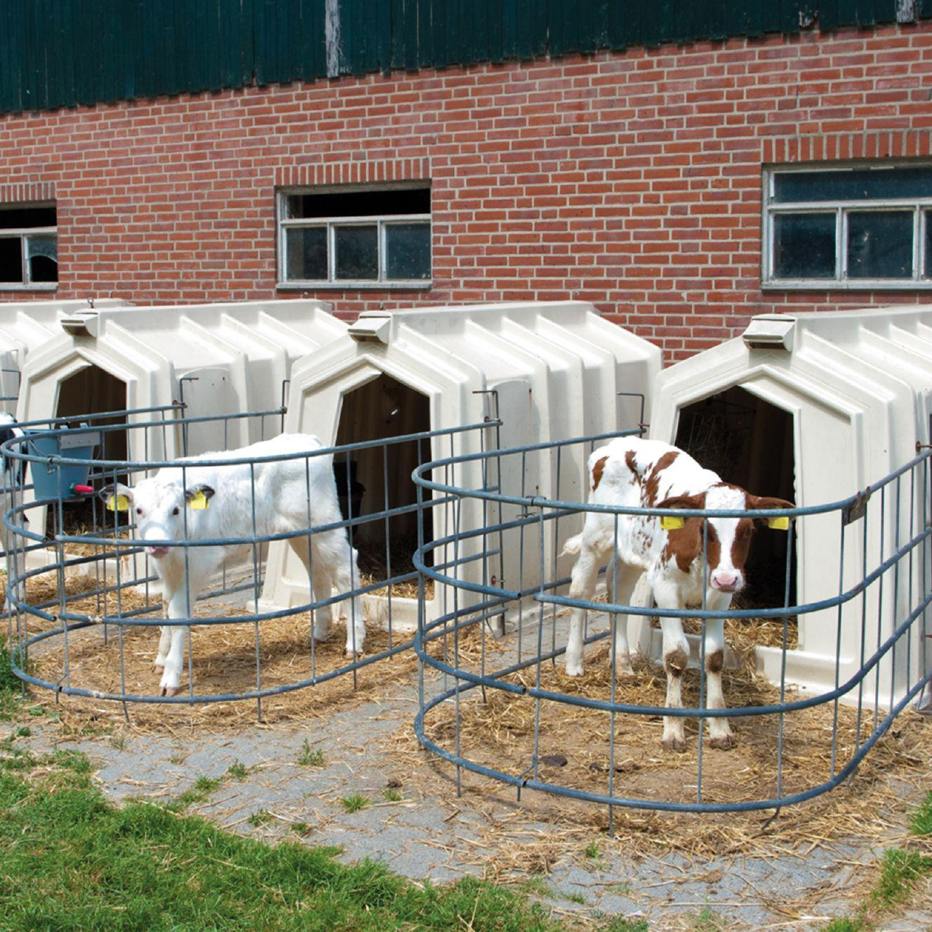 Calves kept in isolation