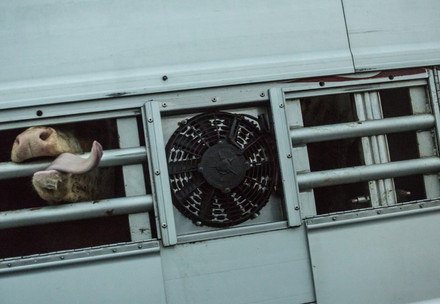 Live Animal Transport of cows