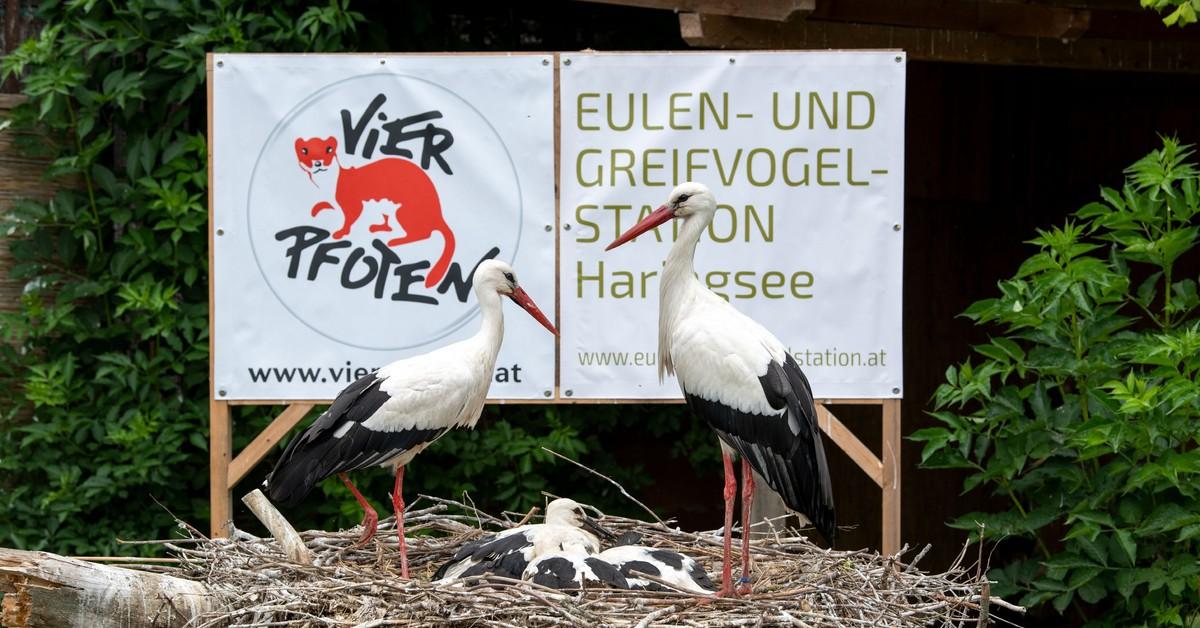 (c) Eulen-greifvogelstation.at
