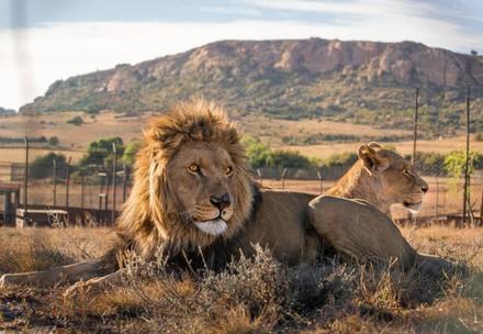 Leeuwen Juba & Micca in LIONSROCK