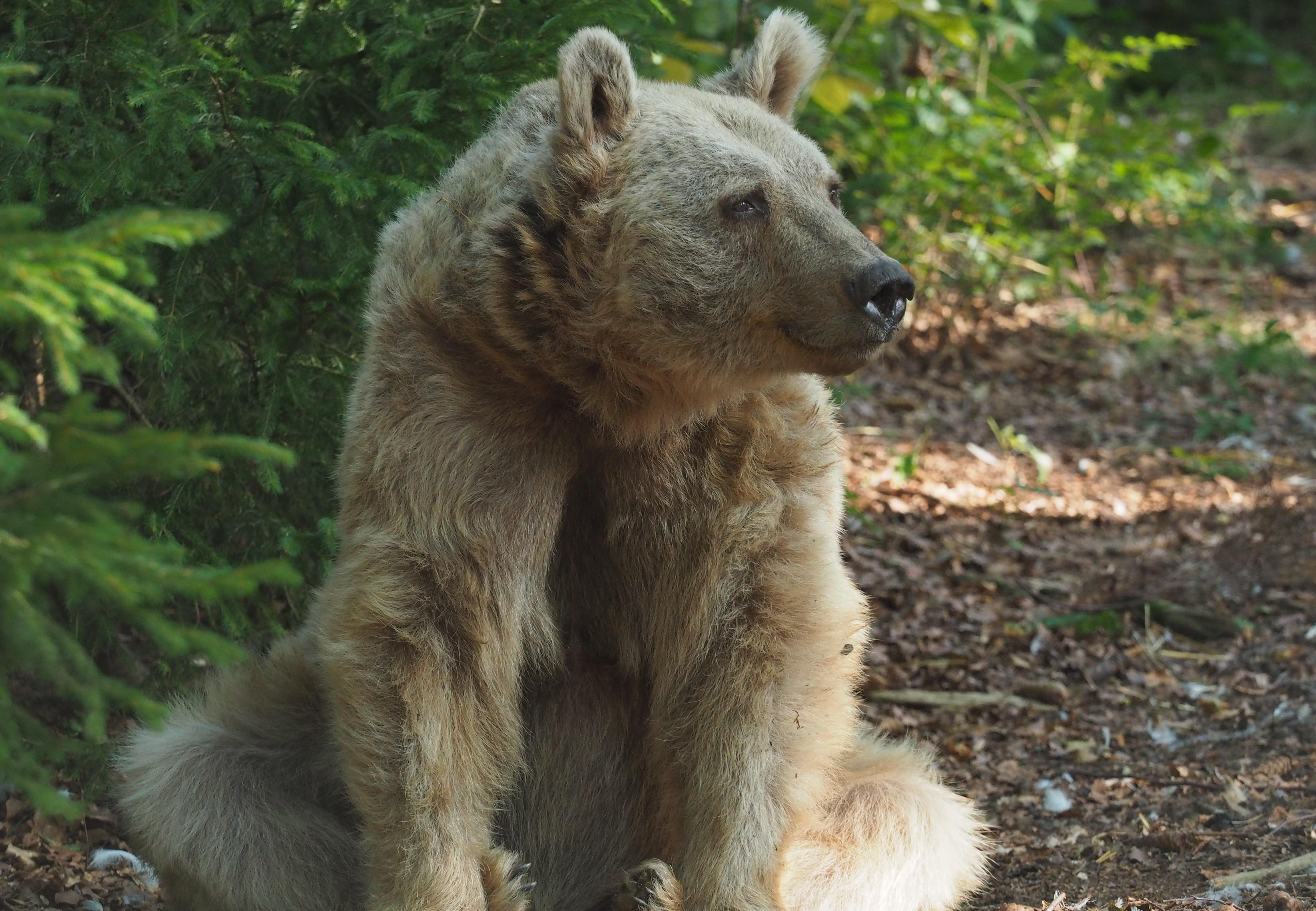 Bear Jerry - BEAR SANCTUARY Arbesbach - A Project of FOUR PAWS