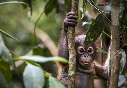 Orang-oetan-weesje op Borneo