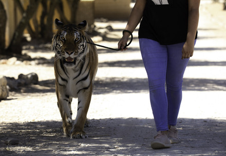 Frau geht mit Tiger spazieren
