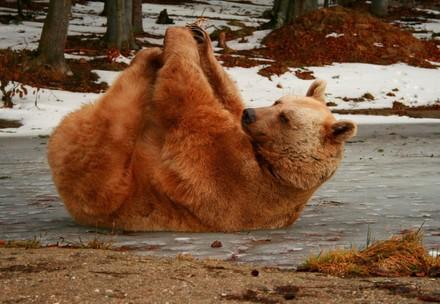 L'ours Vinzenz tentant d'attraper ses orteils au refuge à Arbesbach
