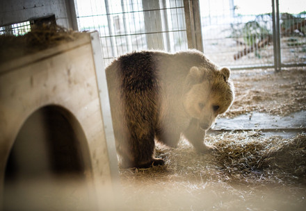 Les ours Sam et Jamila sont arrivés sains et saufs à Arosa Terre des Ours
