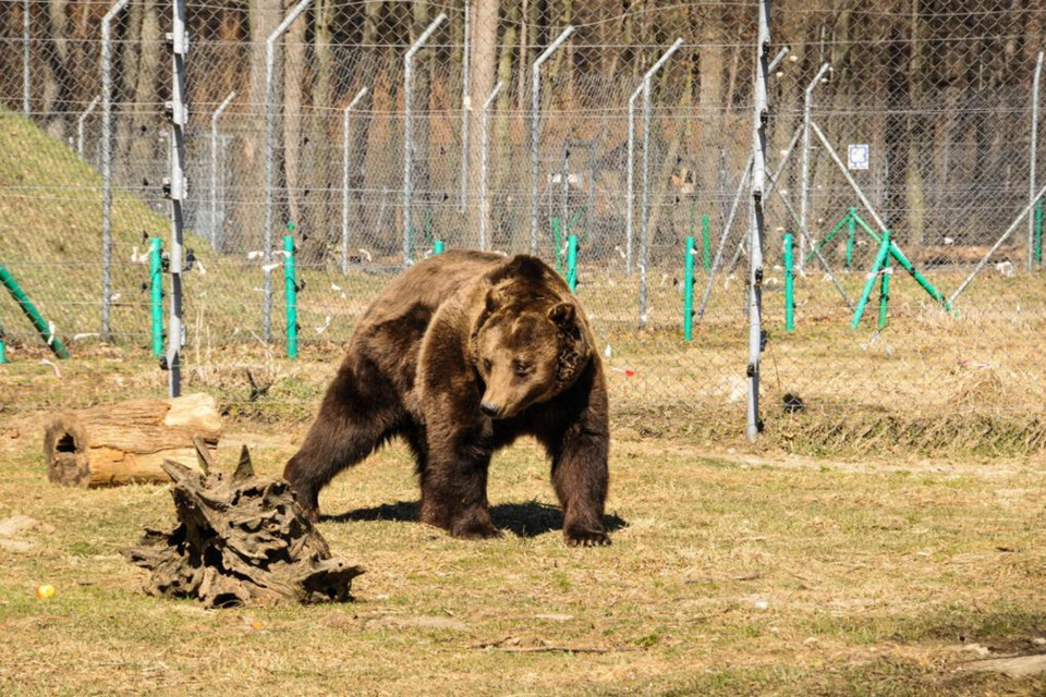 Bear Vova at BEAR SANCTUARY Domazhyr