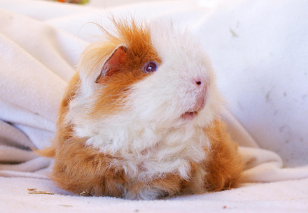 Guinea pigs, not presents