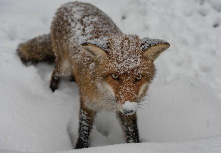 Rescued fox in snow