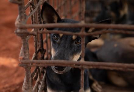 Un chien dans un abattoir au Cambodge
