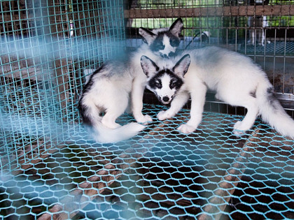 Three fur foxes in small cage