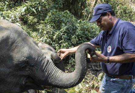 Tierarzt Amir Khalil mit Elefanten in Myanmar 