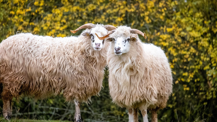 Wallachian sheep at TIERART