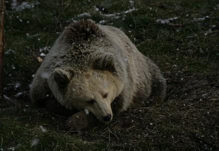 Un ours brun sous la neige durant les mois d'hiver
