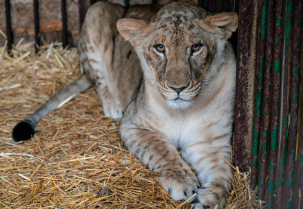 Lion cub Vasylyna in Ukraine